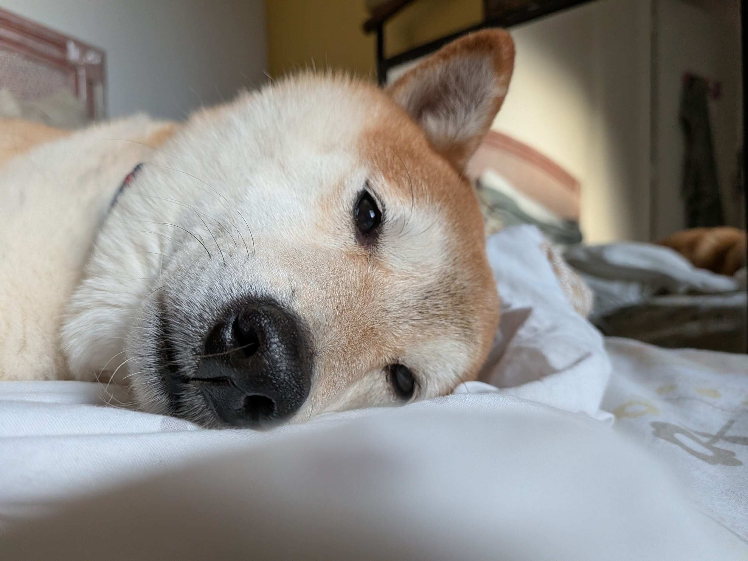 Votre smartphone Galaxy peut-il détecter les maladies de votre chien ? Samsung mise sur l’IA