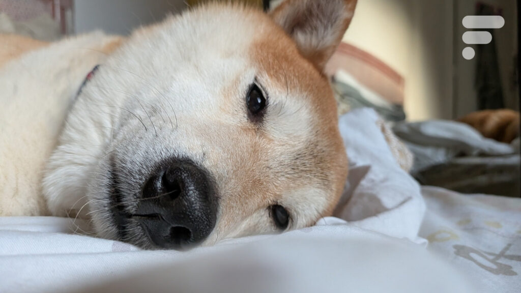 Votre smartphone Galaxy peut-il détecter les maladies de votre chien ? Samsung mise sur l’IA