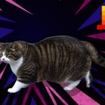 Le Chaton Fat : quand l’humour français séduit (et moque) l’intelligence artificielle