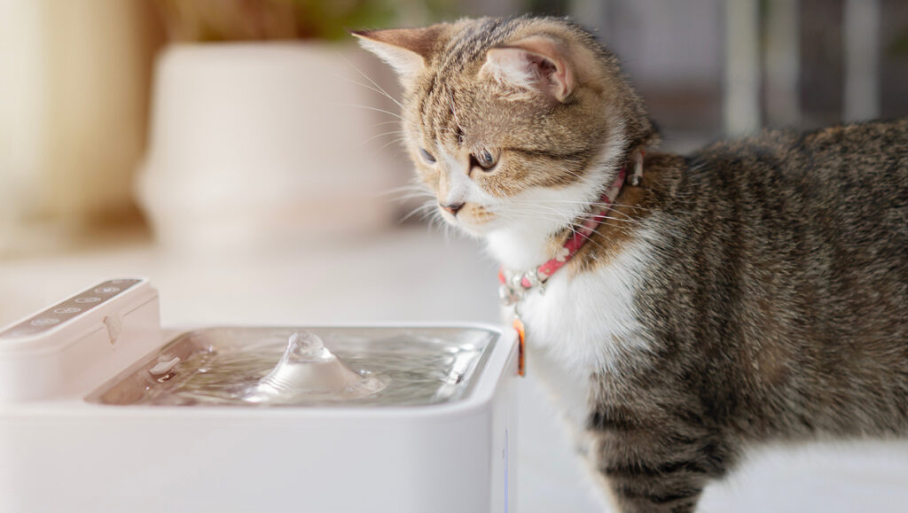 Partir en vacances avec un chat : combien coûte l’automatisation de ses repas ?
