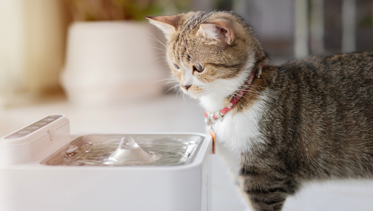 Partir en vacances avec un chat : combien coûte l’automatisation de ses repas ?